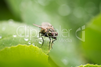 Common Housefly (Fly)
