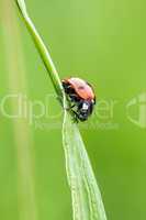 Red ladybug