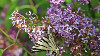 Beautiful swallowtail (Papilio machaon ) butterfly