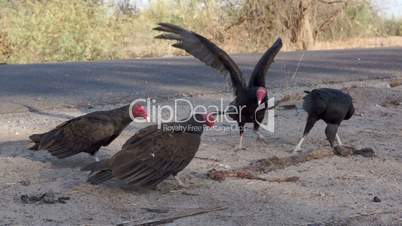 Vultures Fighting over Road Kill