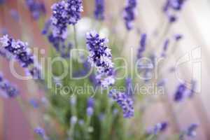 Lavendel - Lavandula angustifolia