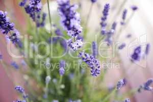 Lavendel - Lavandula angustifolia