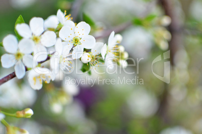 Spring flowers