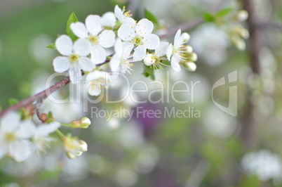 Spring flowers