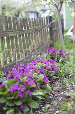 Spring flowers