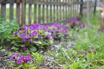 Spring flowers