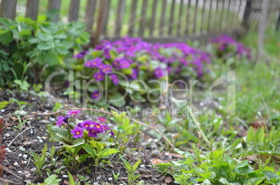 Spring flowers