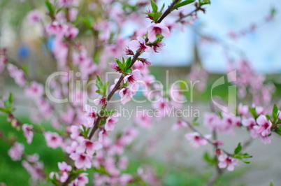 Spring flowers