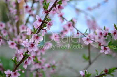 Spring flowers