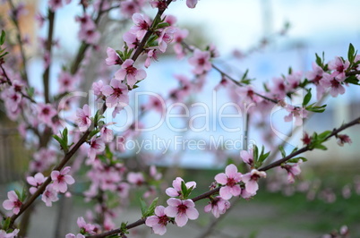 Spring flowers