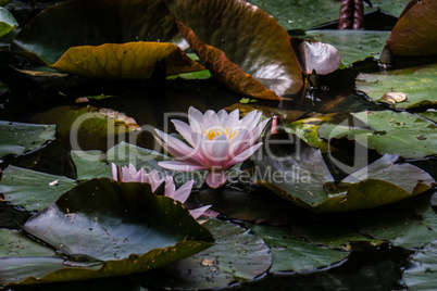 Beautiful water lily