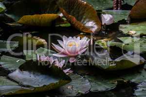 Beautiful water lily