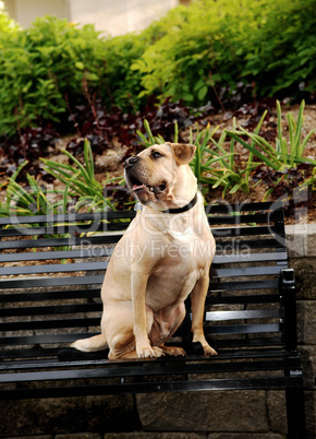 Sharpei dog sitting on bench.