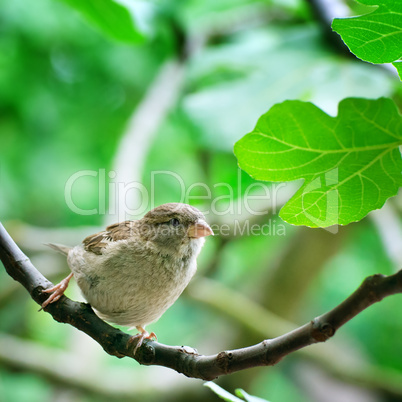 sparrow on a tree branch