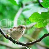 sparrow on a tree branch