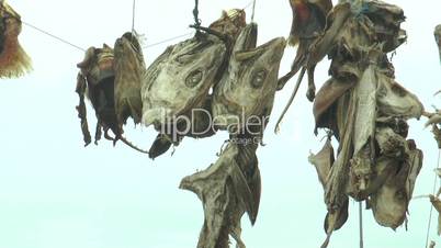 drying stockfish  in iceland