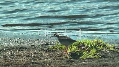 spotted redshank (stelkur) at sea in iceland