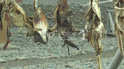stockfish drying on a wooden rack in iceland