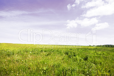 willow landscape