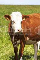 Cow on the pasture