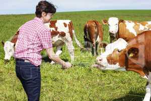 Farmer keeps cow grass to eat