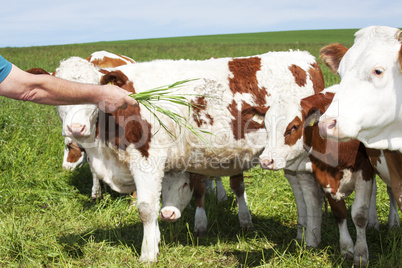 Farmer holds cow grass to eat