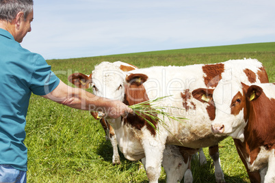 Farmer holds cow grass to eat