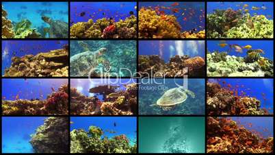 Video Wall Tropical Fish on Vibrant Coral Reef, 16 screens static