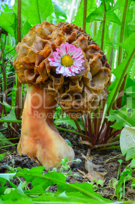 Morel mushroom and flower