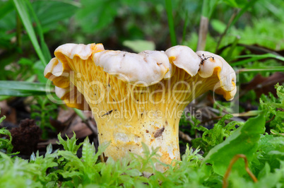 Young Girolle mushroom