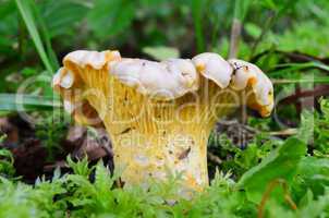 Young Girolle mushroom