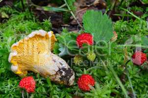 Chanterelle and strawberries