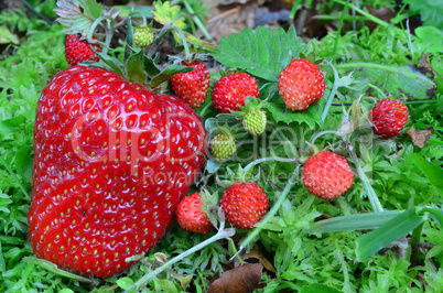 Strawberries in a moss