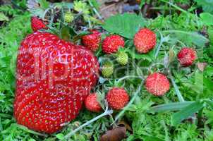 Strawberries in a moss