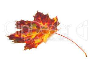 Autumn yellowed maple leaf