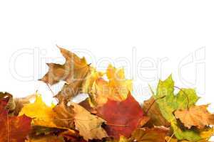 Autumn maple-leaf background