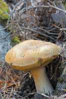 Brown mushroom growing in the autumn forest