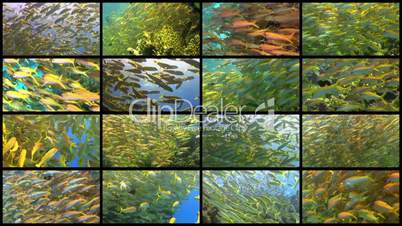 Video Wall Tropical Fish on Vibrant Coral Reef, 16 screens static