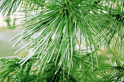 Snow laying on the green pins of Christmas tree