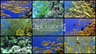 Video Wall Tropical Fish on Vibrant Coral Reef, 9 screens static