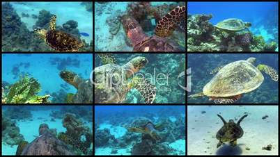Video Wall Turtle Swimming over Coral Reef, 9 screens static