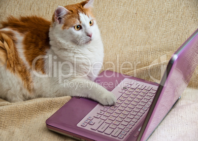 Internet for Cats