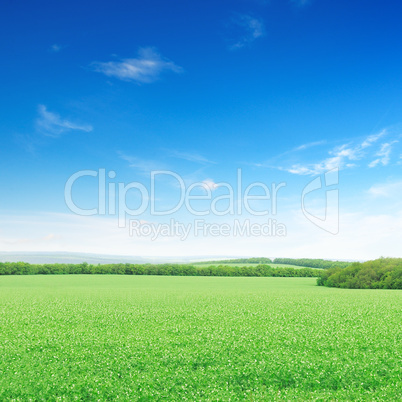 Beautiful flowering fields