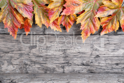 Fall Leaves on Wood