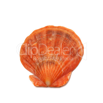 Scallop shell isolated on white background