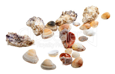 Seashells isolated on white background