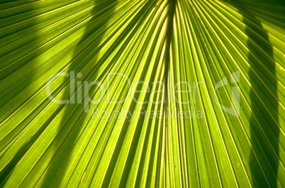 Palmetto Blatt