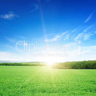 sunrise over a green field