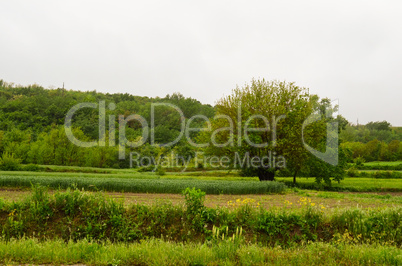 Rural landscape