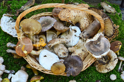 Edible mushrooms